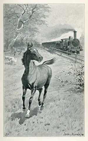 Black Beauty Illustration 1891