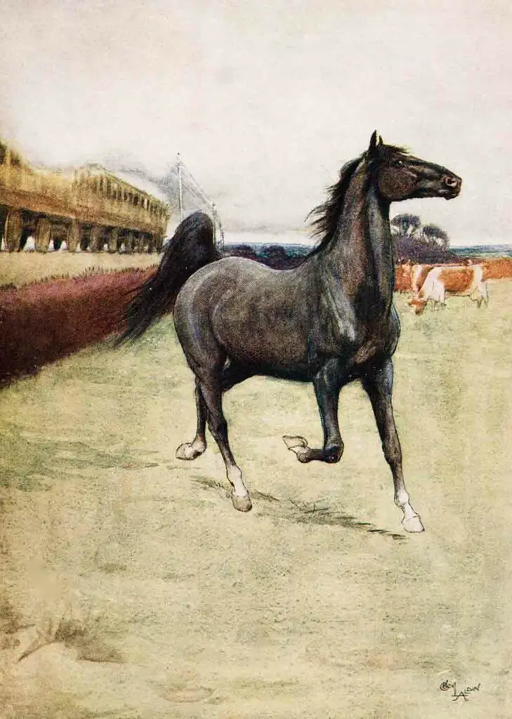 Black Beauty Illustration 1916 Cecil Aldin