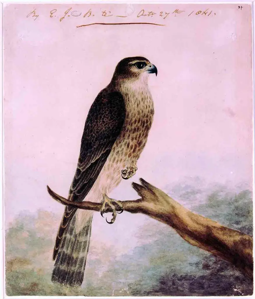 1841 watercolour painting by Emily Brontë of her pet merlin, Nero